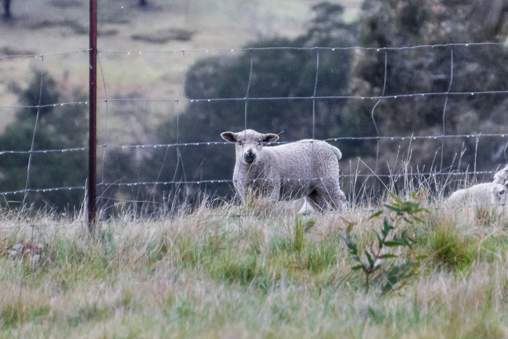 sheep-behind-fence-steiglitz