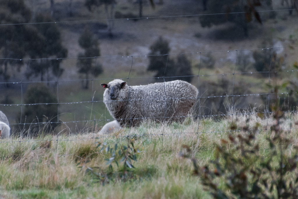 sheep-steiglitz