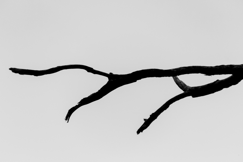 silhouette-branch