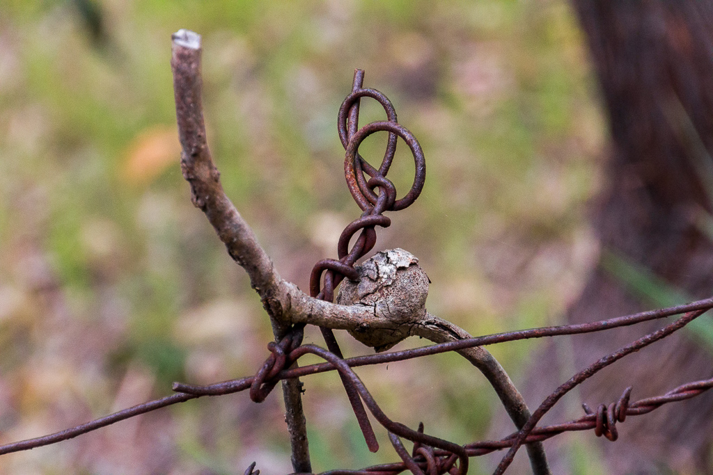 small-twig-on-barbed-wire-fence
