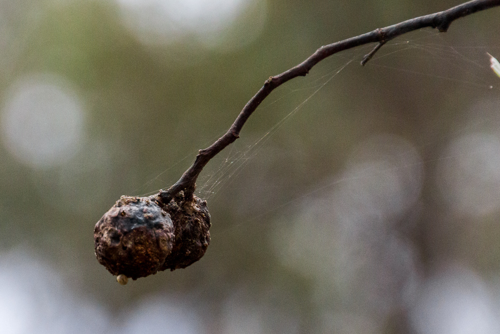 spider-web-on-twig