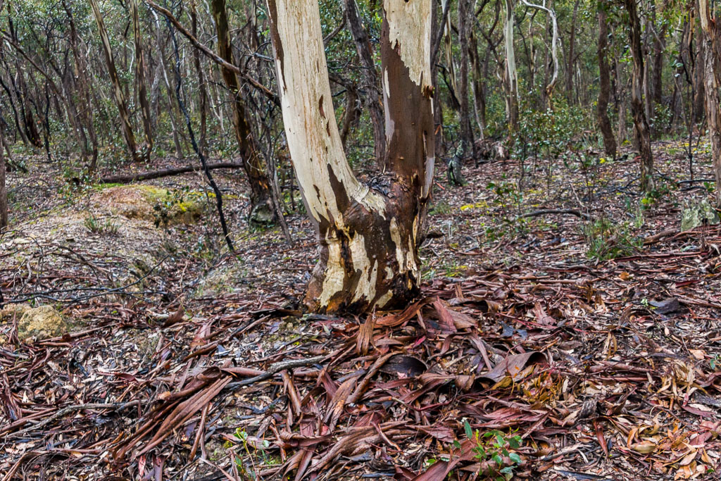 strips-eucalypt-bark-on-ground-steiglitz