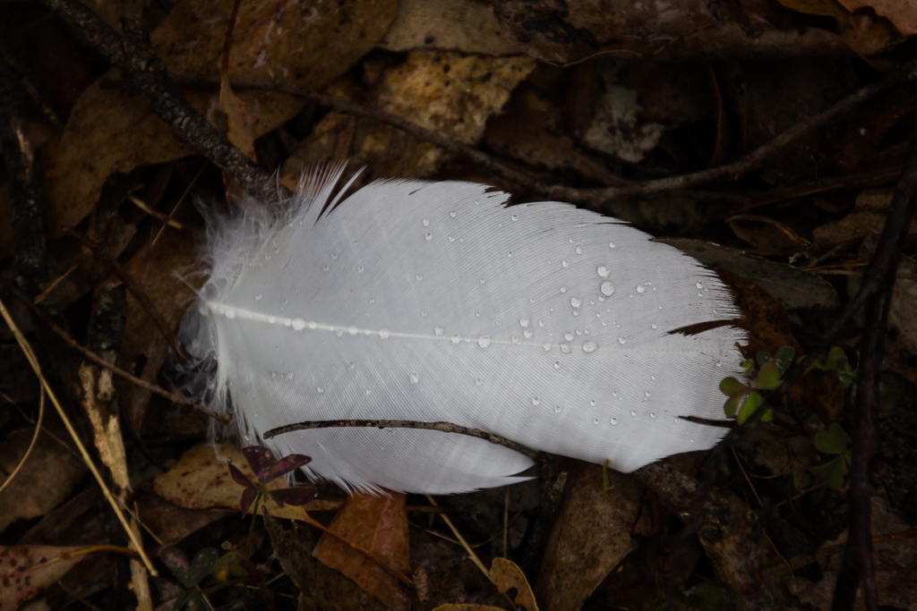 water-drops-cockatoo-feather