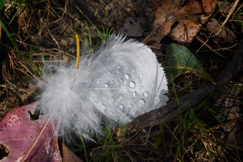 water-drops-on-cockatoo-feather