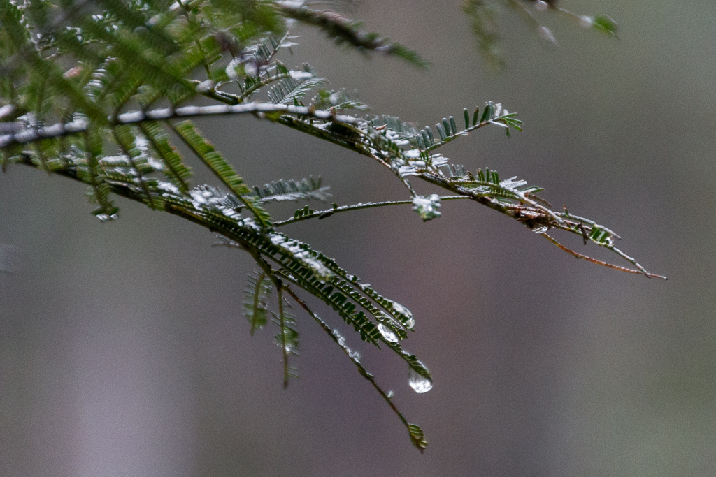 water-drops-on-leaves