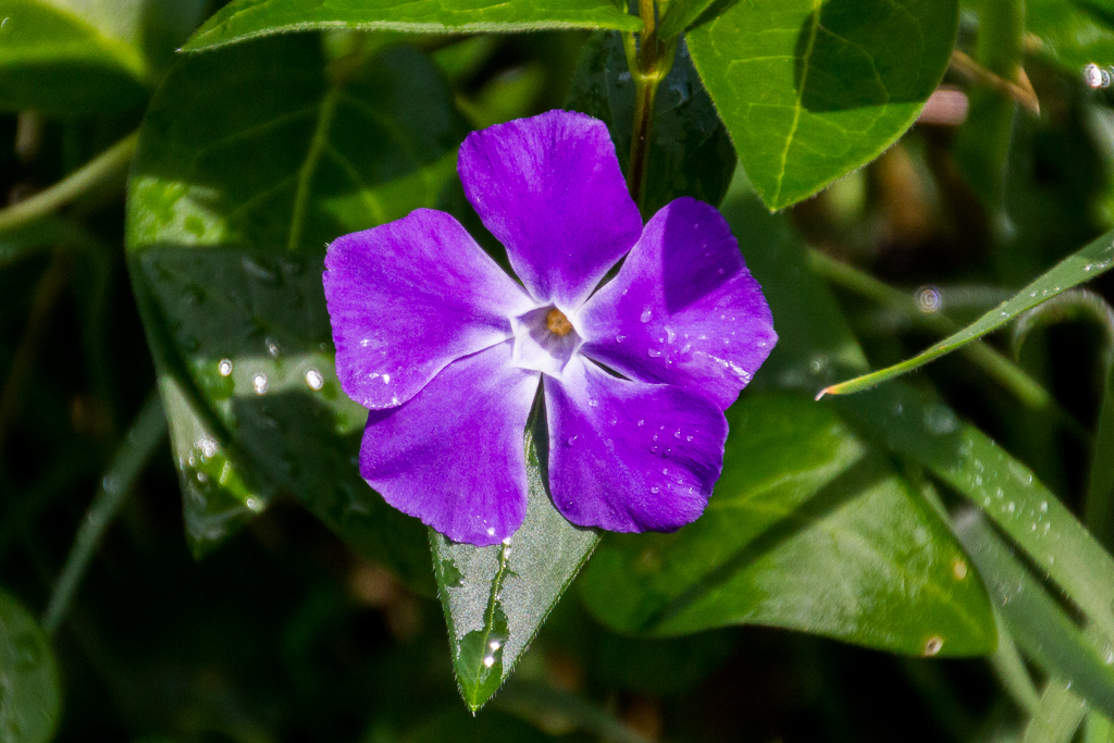 water-drops-on-purple-flower-steiglitz