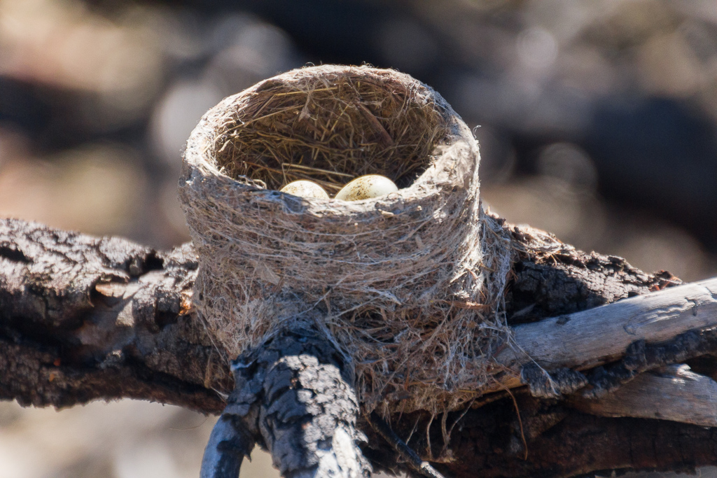 willie-wagtail-nest-you-yangs