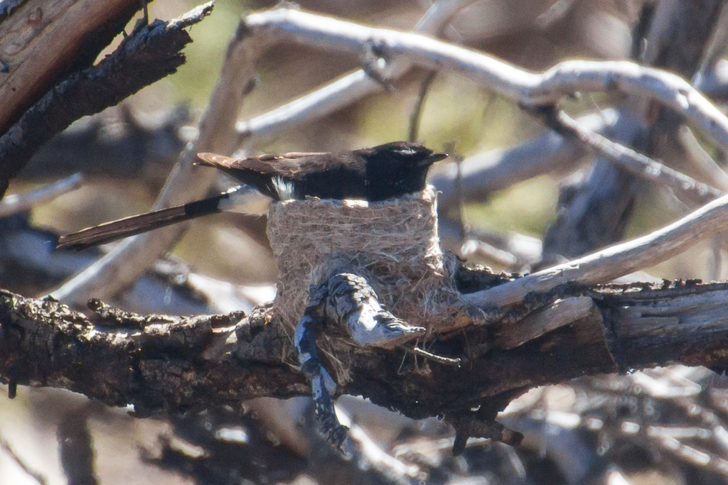 willie-wagtail-on-nest-you-yangs