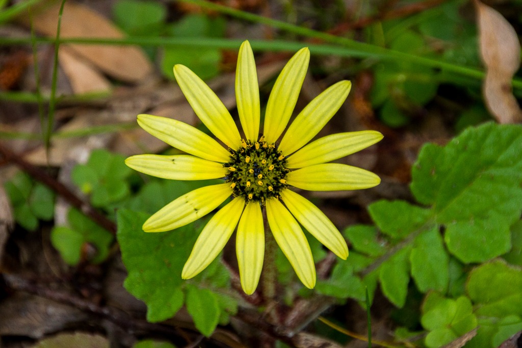 yellow-flower-castlemaine