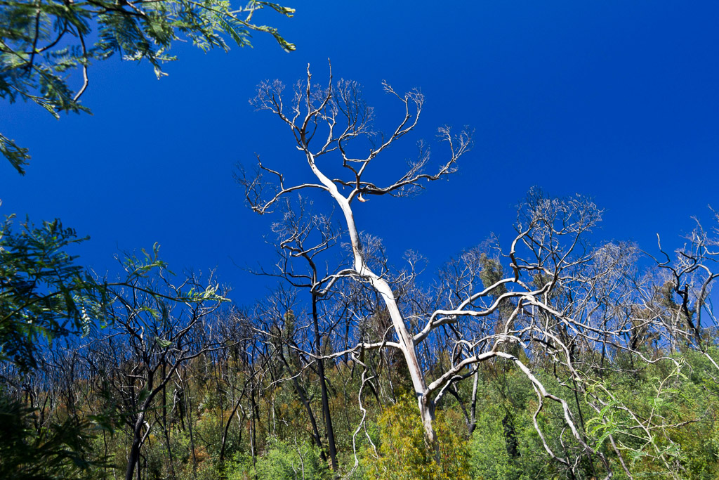 bare-eucalypt-trunk-strath-creek