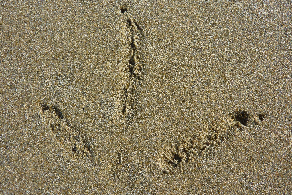 bird-footprints-sand