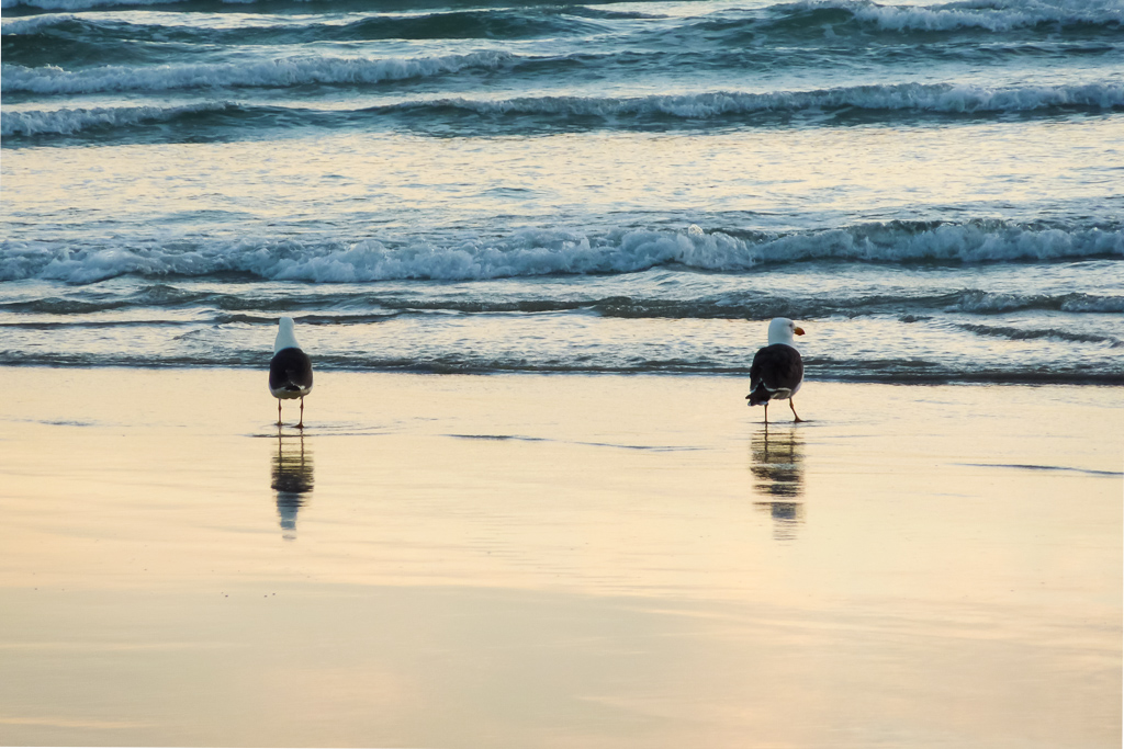 gulls-on-beach-oberon-bay-wilsons-promontory