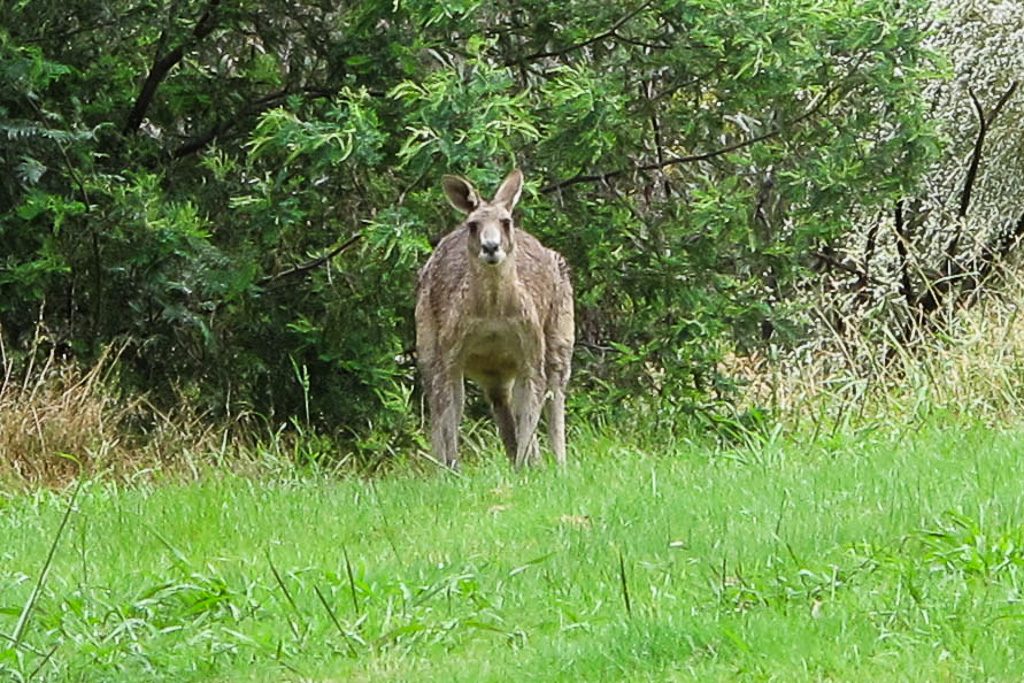 kangaroo-crouching-westerfolds-park