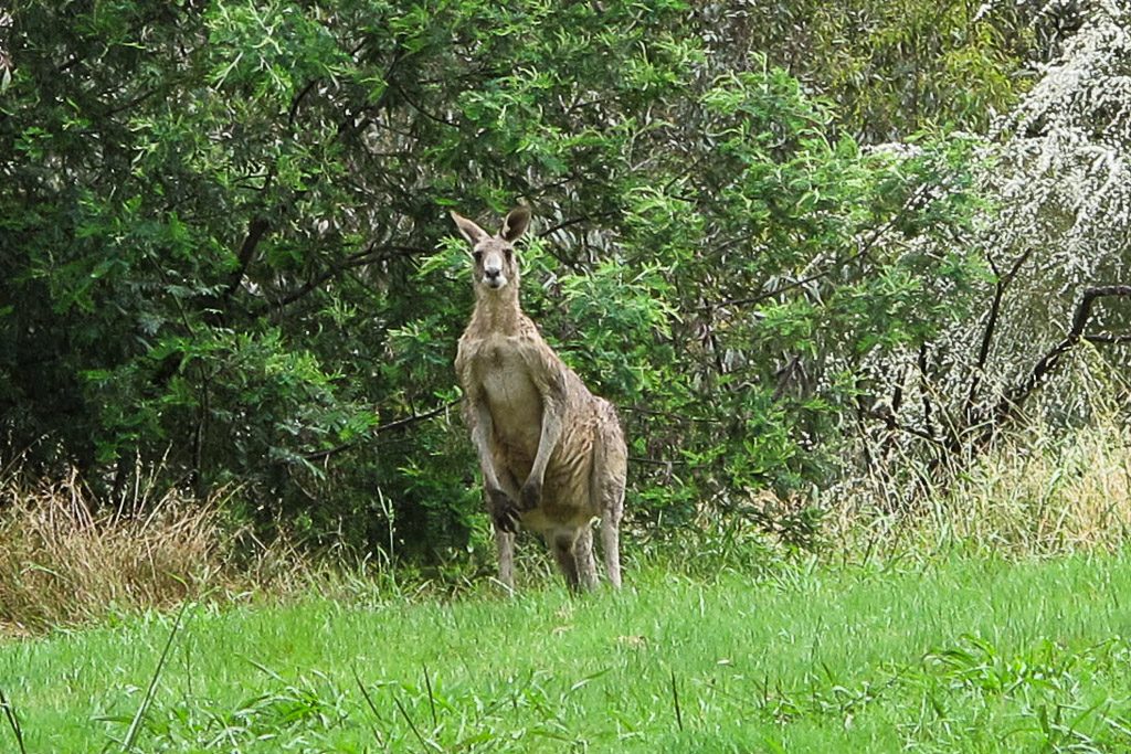 kangaroo-westerfolds-park