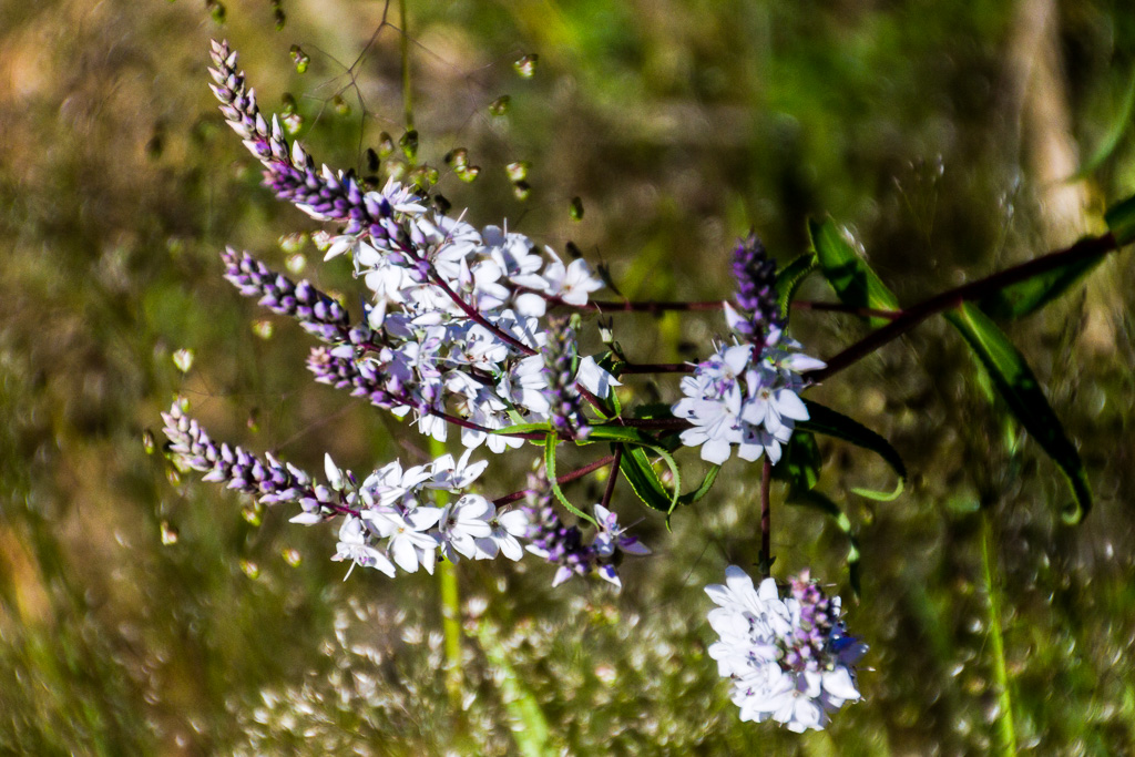 purple-white-flowers