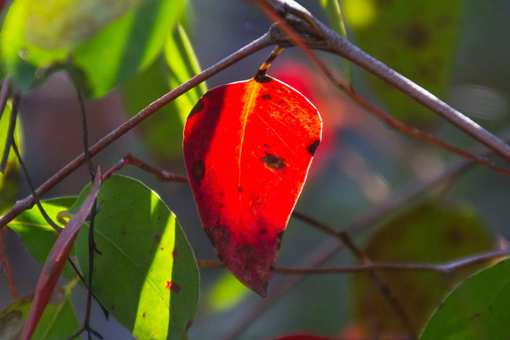 red-leaf-in-sun-light