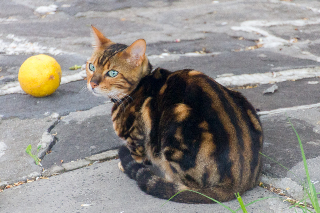 sitting-cat-and-lemon