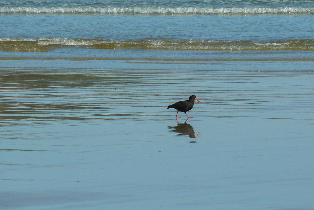 sooty-oyster-catcher-oberon-bay