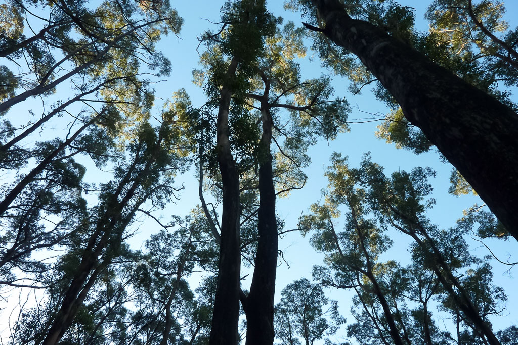 tall-trees-roaring-meg-wilsons-promontory