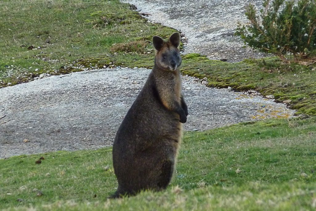wallaby-at-wilsons-prom-lighthouse