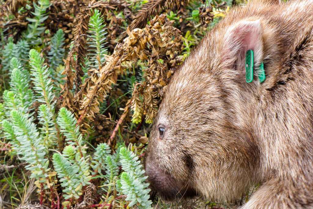 wombat-in-bushes-wilsons-promontory