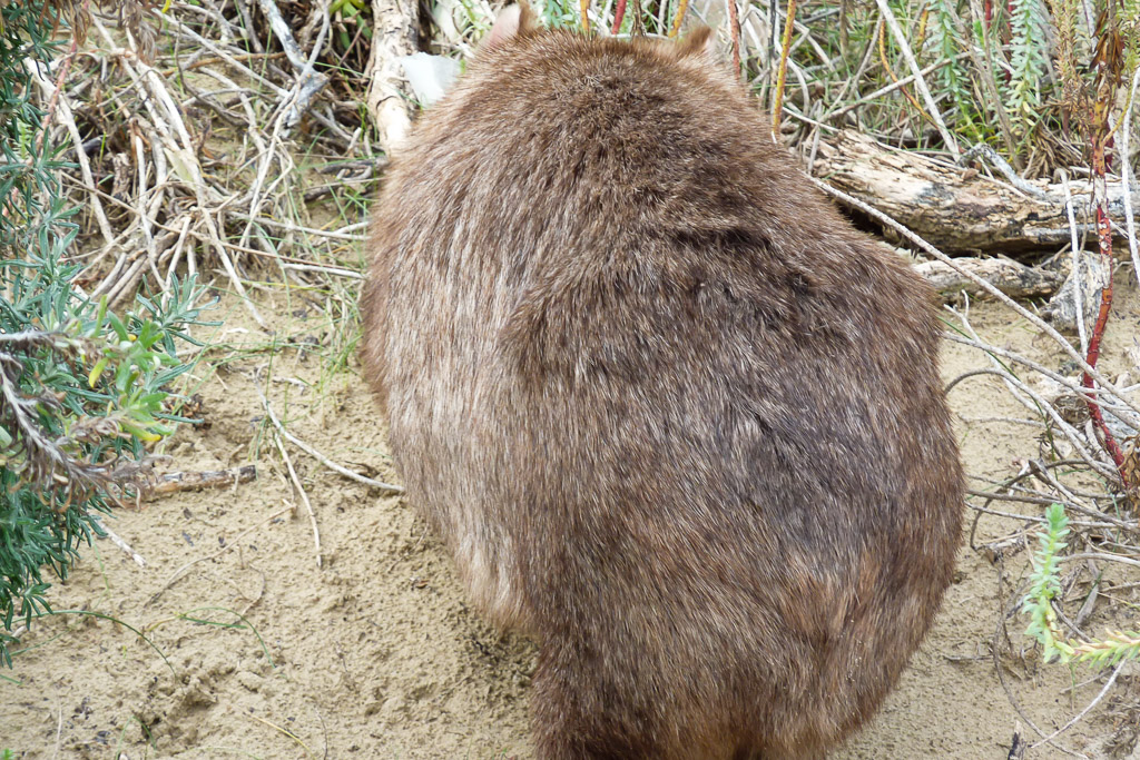 wombat-near-beach-wilsons-promontory