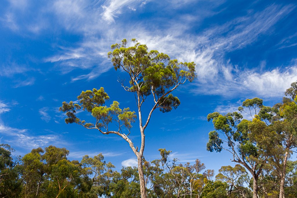 blue-sky-eucalypt-tree-grampians