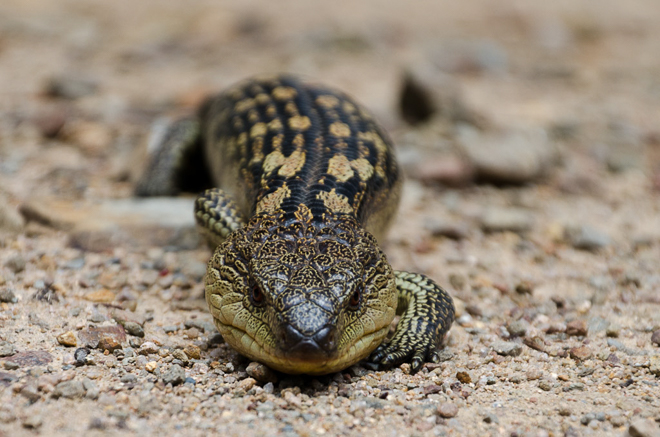 blue-tongue-lizard-close-up