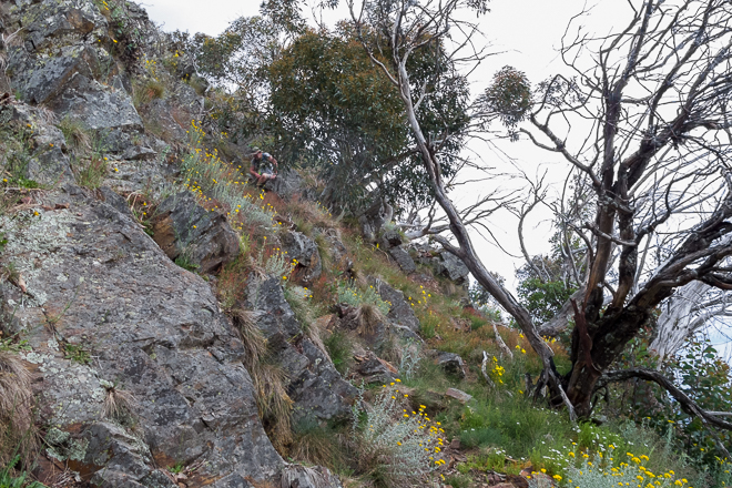 climbing-trees-rocks-west-ridge-mount-buller