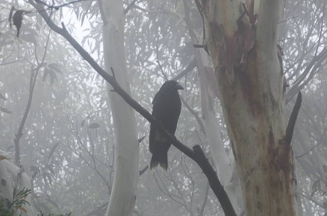 crow-tree-mist