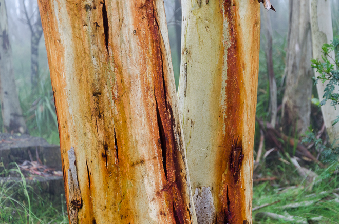 eucalyptus-bark-detail-mist