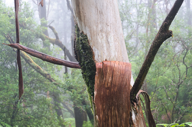 eucalyptus-tree-in-mist-mount-macedon