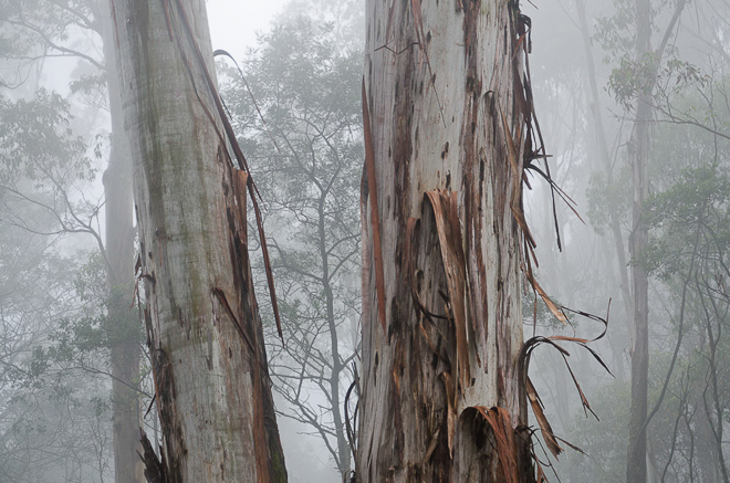 eucalyptus-trees-in-mist-at-mount-macedon
