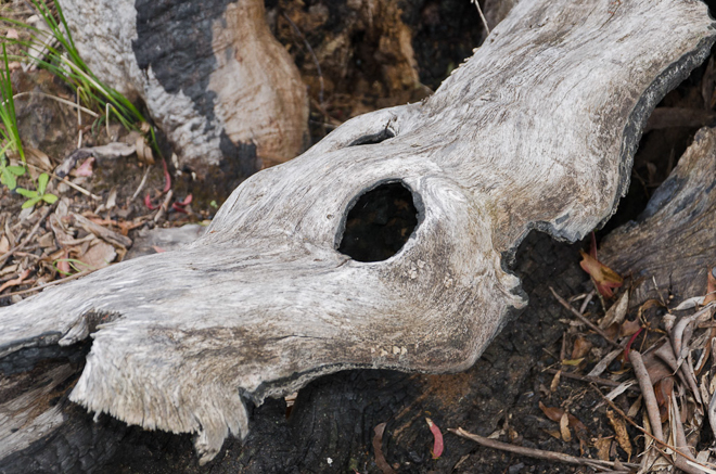 fallen-burned-eucalypt-tree