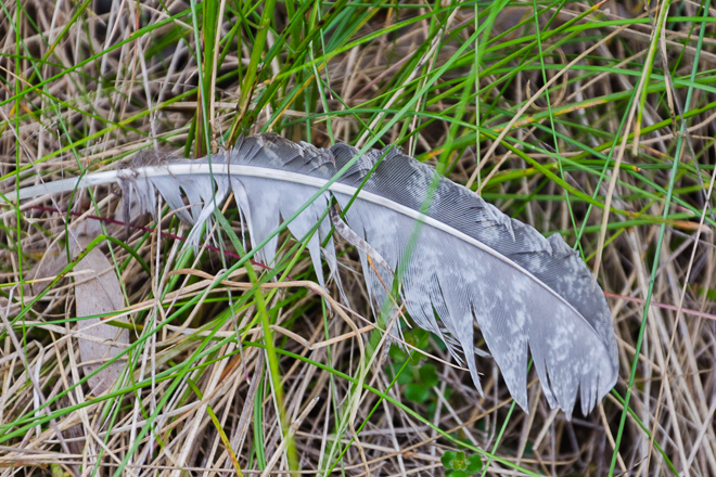 feather-in-grass