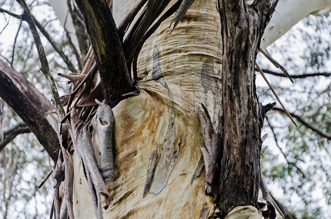 folds-bark-eucalypt-tree