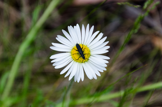insect-on-white-flower