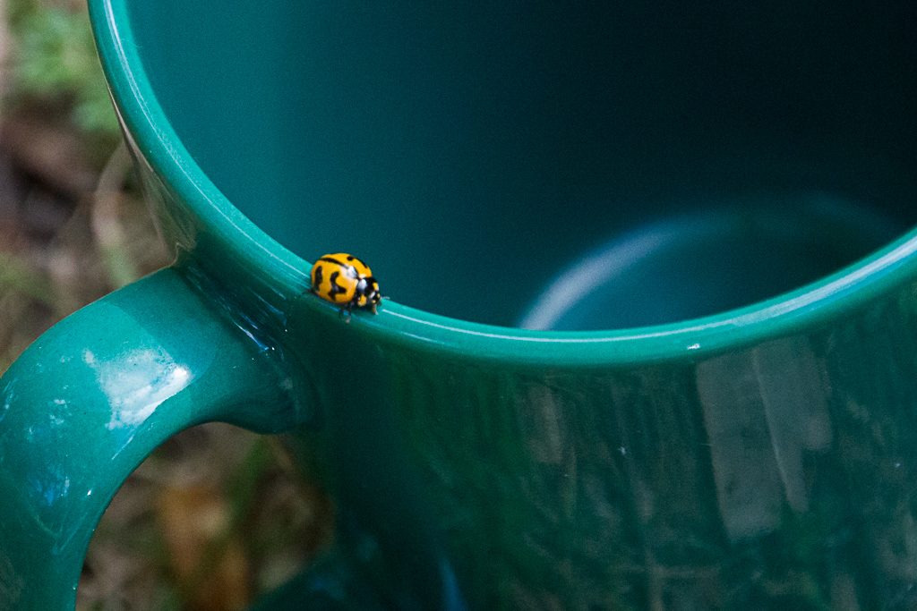 lady-bug-on-cup