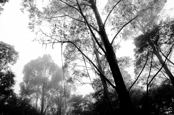 mist-in-trees-mount-macedon