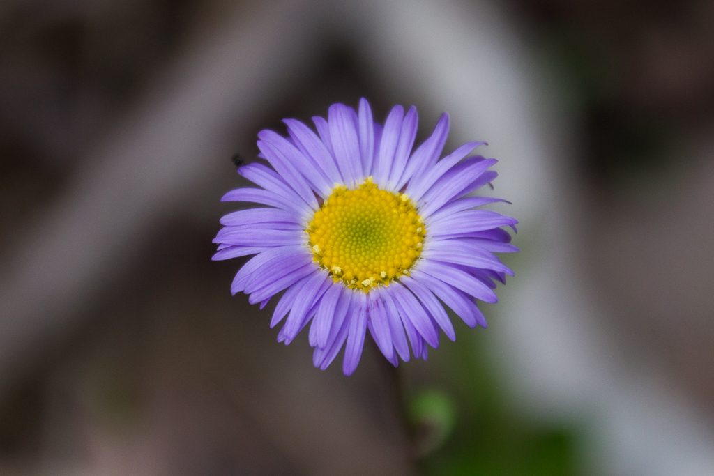 purple-yellow-flower