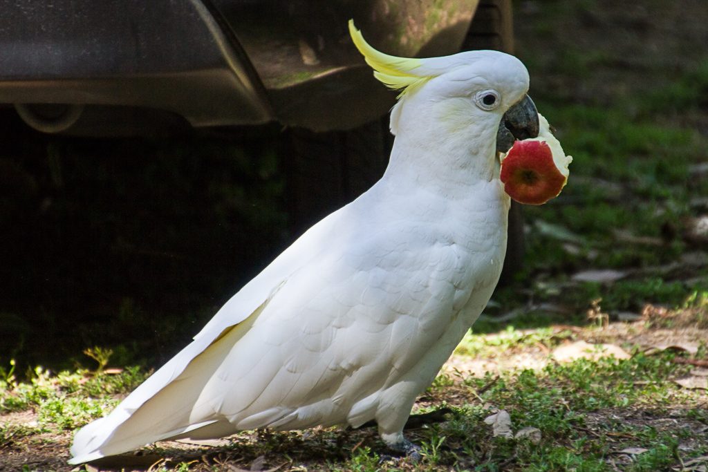 sulphur-crested-cockatoo-with-apple-in-mouth