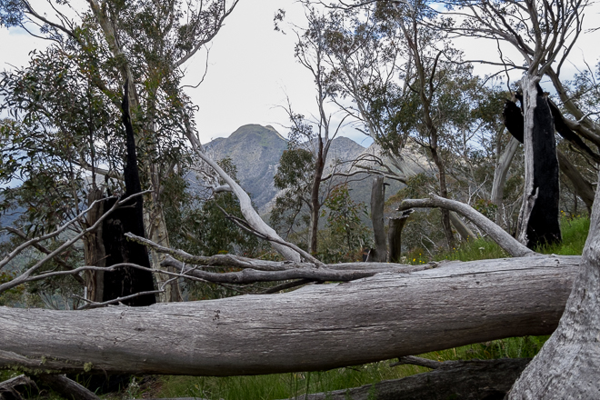 trees-mount-buller-in-distance