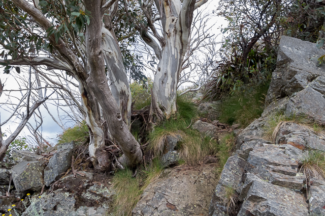 trees-rocks-west-ridge-mount-buller
