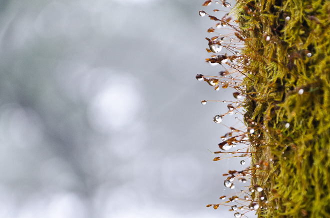 water-droplets-on-moss-covered-tree