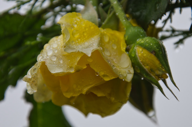 wet-yellow-rose