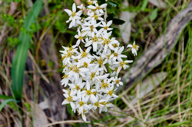 white-yellow-alpine-flowers