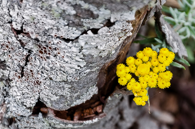 yellow-flowers-on-tree-trunk