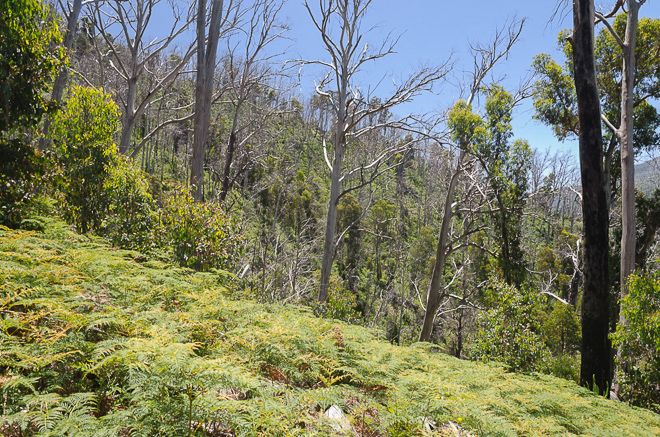 slope-and-trees-diamantina-spur