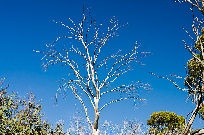 white-branches-eucalyptus