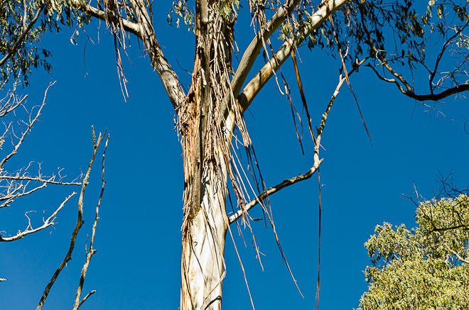 strips-bark-eucalyptus